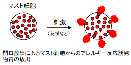 開口放出によるマスト細胞からのアレルギー反応誘発物質の放出