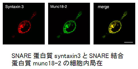 SNARE蛋白質syntaxin3とSNARE結合蛋白質munc18-2の細胞内局在