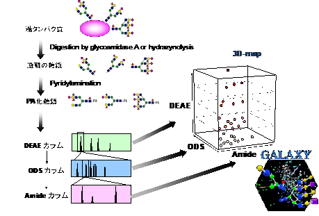 独自のグライコミクス解析