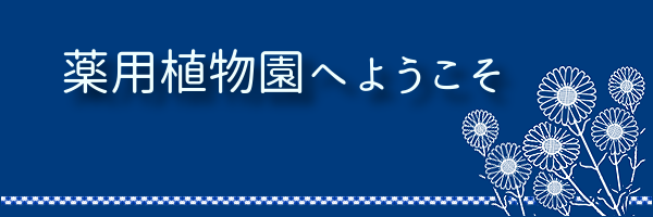 名古屋市立大学薬学部薬用植物園をご紹介します。