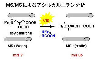 MS/MSによるアシルカルニチン分析